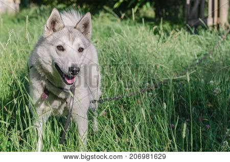 A Beautiful Siberian Laika Puppy On The Grass. Portrait Of Cute Happy Siberian Laika.