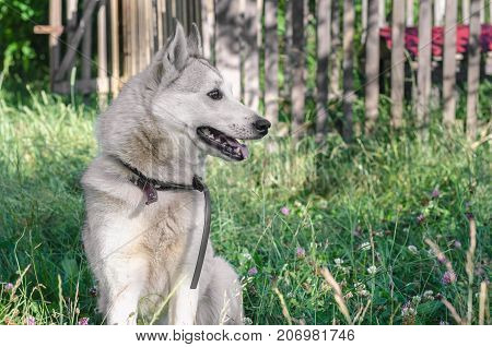 A Beautiful Siberian Laika Puppy On The Grass. Portrait Of Cute Happy Siberian Laika.