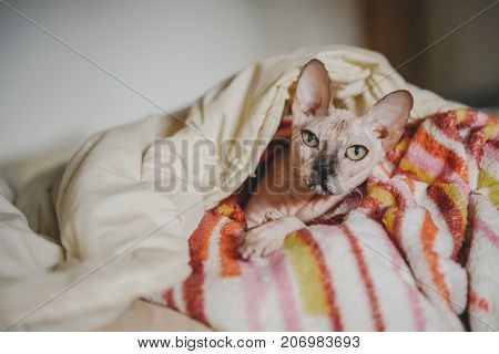 Beautiful Sphynx cat under a warm white blanket.