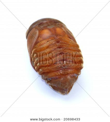 Caterpillar