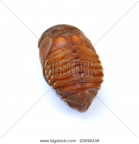 Caterpillar