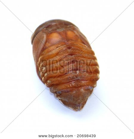 Caterpillar