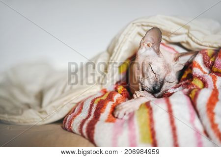 beautiful cute don Sphynx cat lies under a warm blanket and licks his paws.