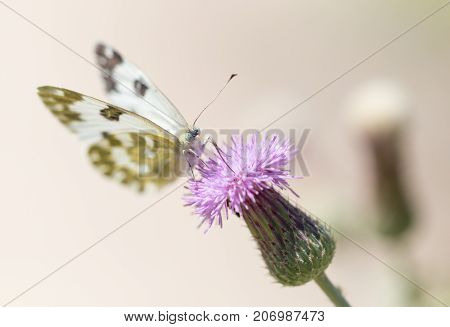 beautiful butterfly in nature . In the park in nature