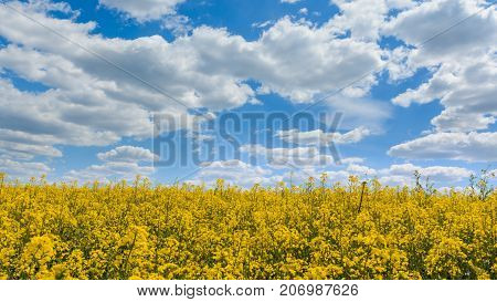 Rapeseed also known as rape oilseed rape rapa rappi rapaseed. Field of bright yellow rapeseed in summer.