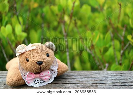 Teddy Bear on the Wooden Fence with Blurred Vibrant Green Golden Mangrove Field in Background