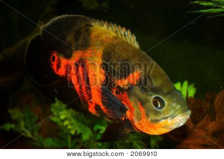 Rød Tiger Oscar