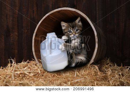 Maincoon Kitten With a Small Gallon of Milk
