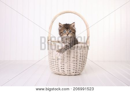 Adorable Maincoon Kitten With Big Eyes In Basket