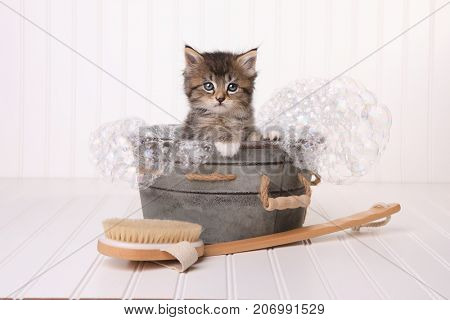 Maincoon Kitten With Big Eyes Taking a Bubble Bath