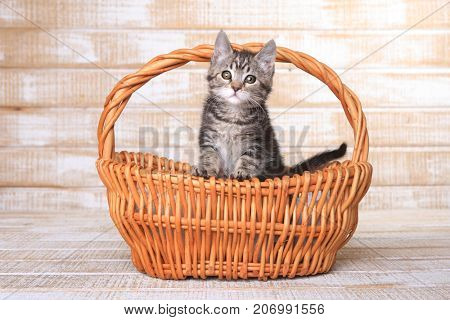 Cute Maincoon Kitten With Big Eyes