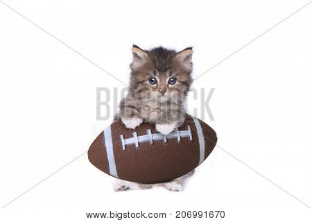 Maincoon Kitten With a Football