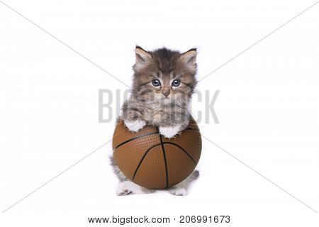 Maincoon Kitten With a Basketball on White