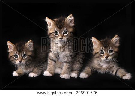 3 Adorable Maincoon Kitten With Big Eyes