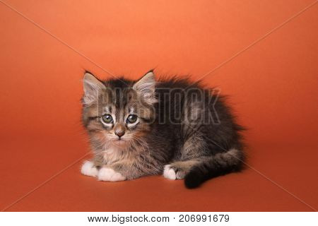 Adorable Maincoon Kitten With Big Eyes