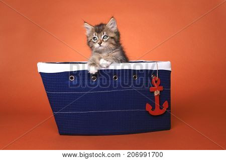 Cute Maincoon Kitten With Big Eyes