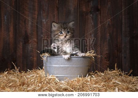 Adorable Kitten With Straw in a Barn