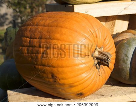 Pumpkin harvesting. Halloween pumpkins. Orange vegetable for pumpkin soup and other squash products. Autumn rural rustic background with vegetable marrow. Various types and shapes of gourds.