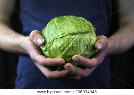Young man holds hands with green cabbage harvested crop.