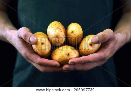 Young man holding yellow potatoes in a new crop
