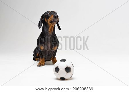cute portrait of a dog (puppy) breed dachshund black tan with soccer (football) ball on gray background