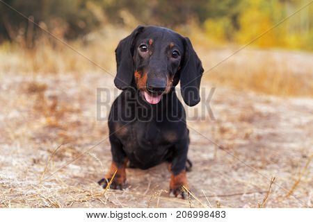 funny portrait of a dog (puppy) breed dachshund black tan in the green forest in the autumn park