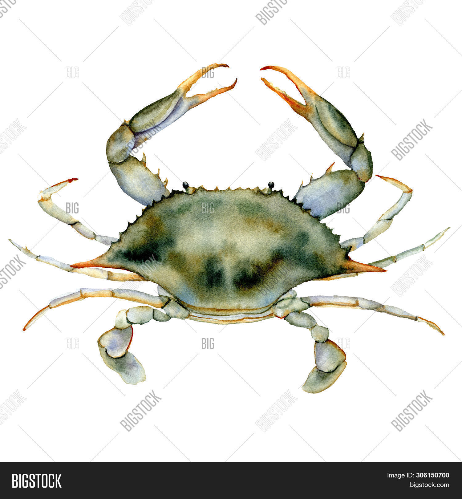 Watercolor Blue Crab. Image & Photo (Free Trial) | Bigstock