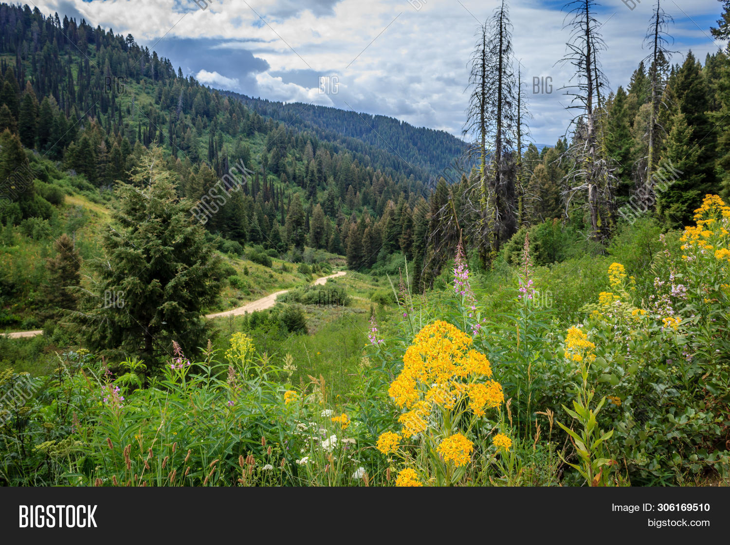 Flowers Grow Forest Image & Photo (Free Trial) Bigstock