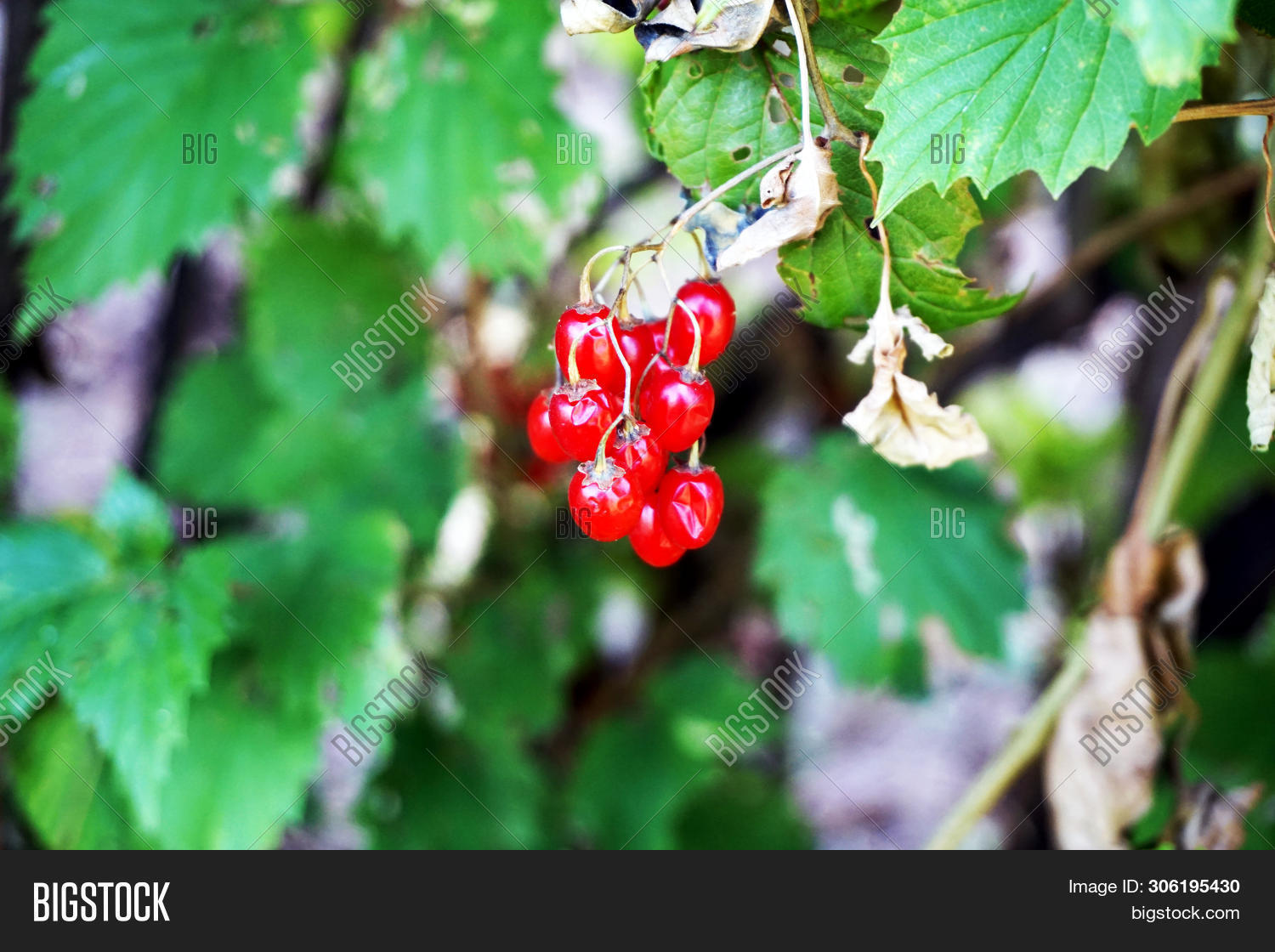 Cluster Ripe Poisonous Image Photo Free Trial Bigstock