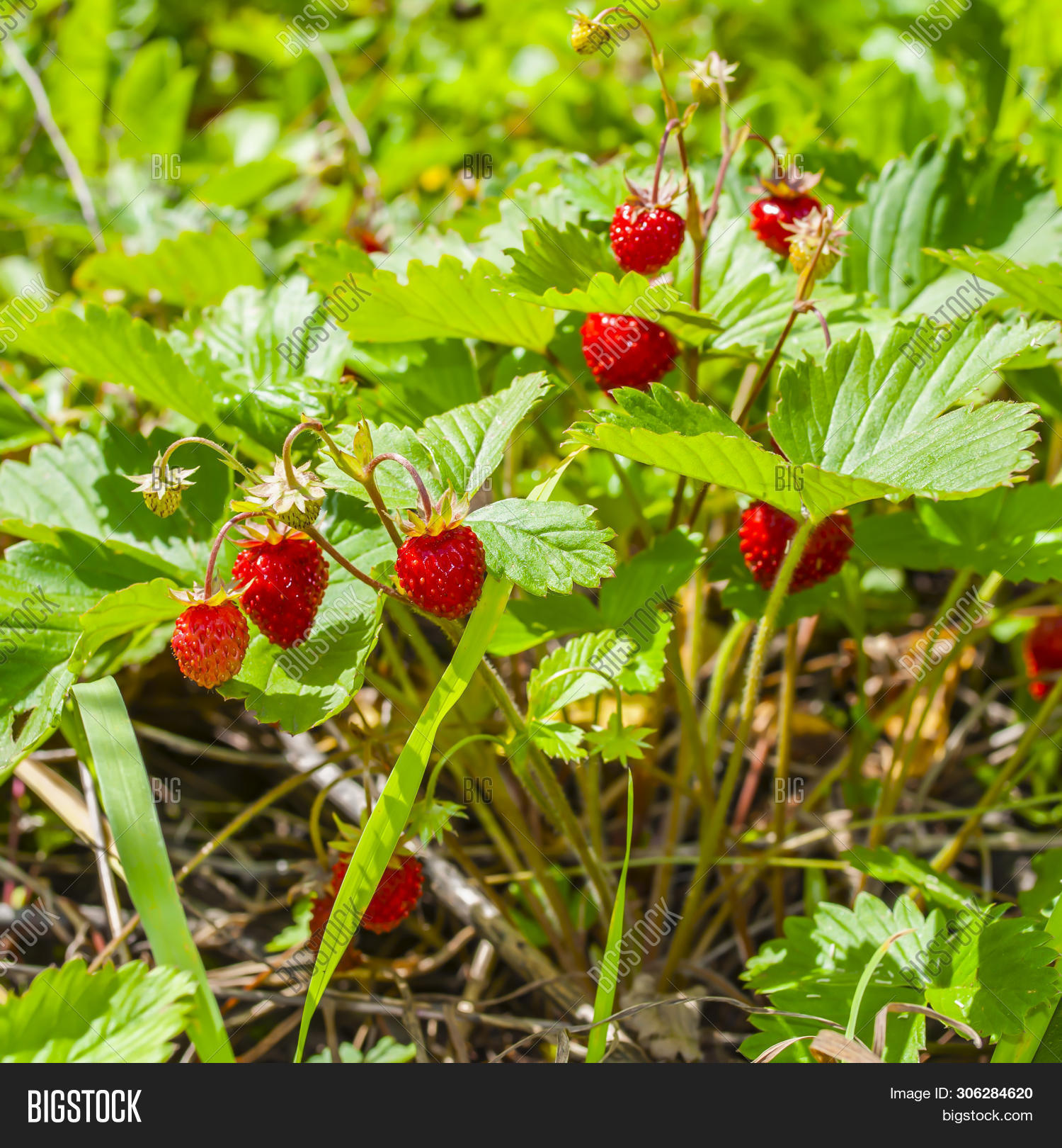 земляника крымская дикая лесная. земляничная поляна. Fragaria moschata. поляна земляники. земляника лесная подмосковье.