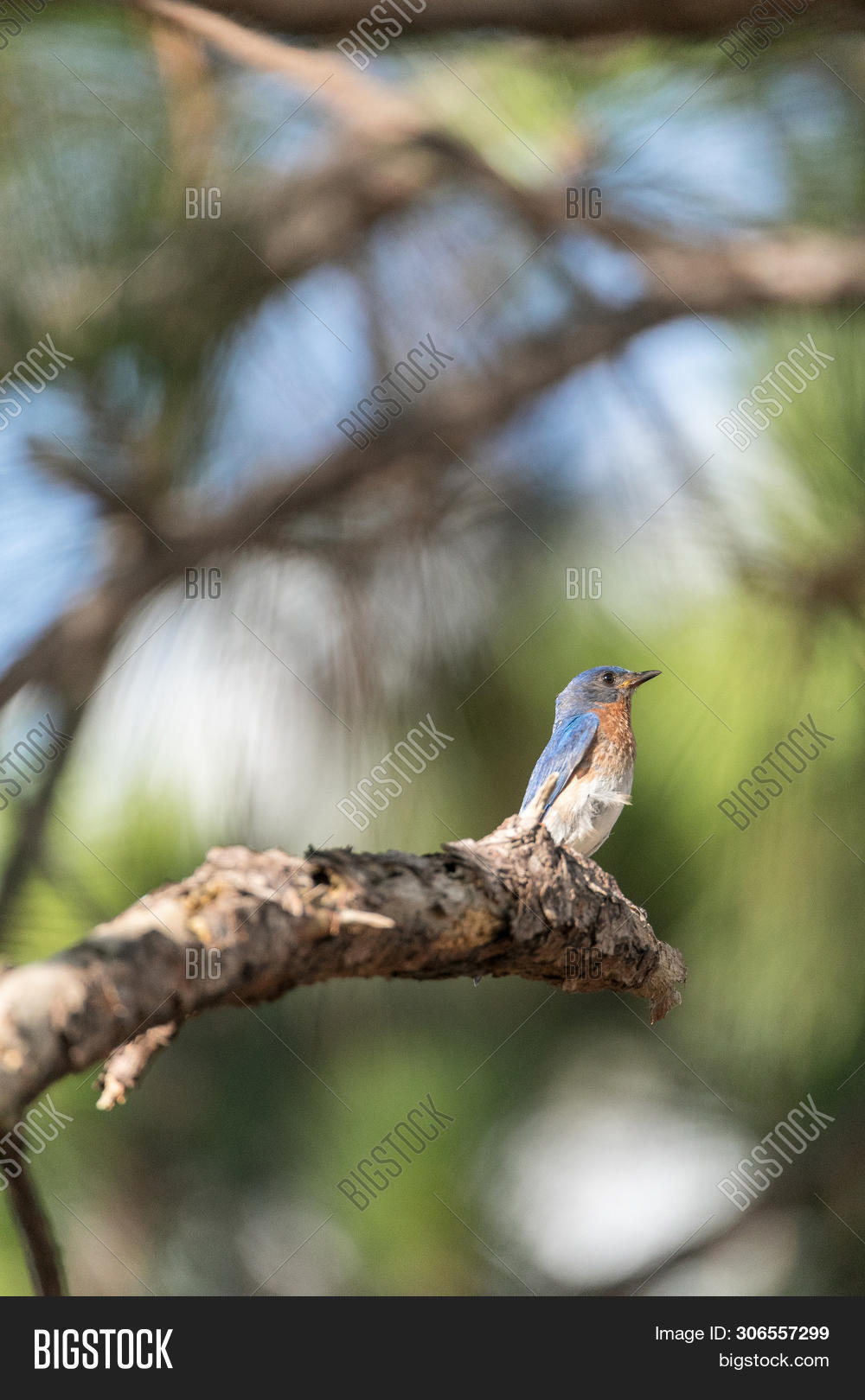 Fledgling Female Image & Photo (Free Trial) | Bigstock