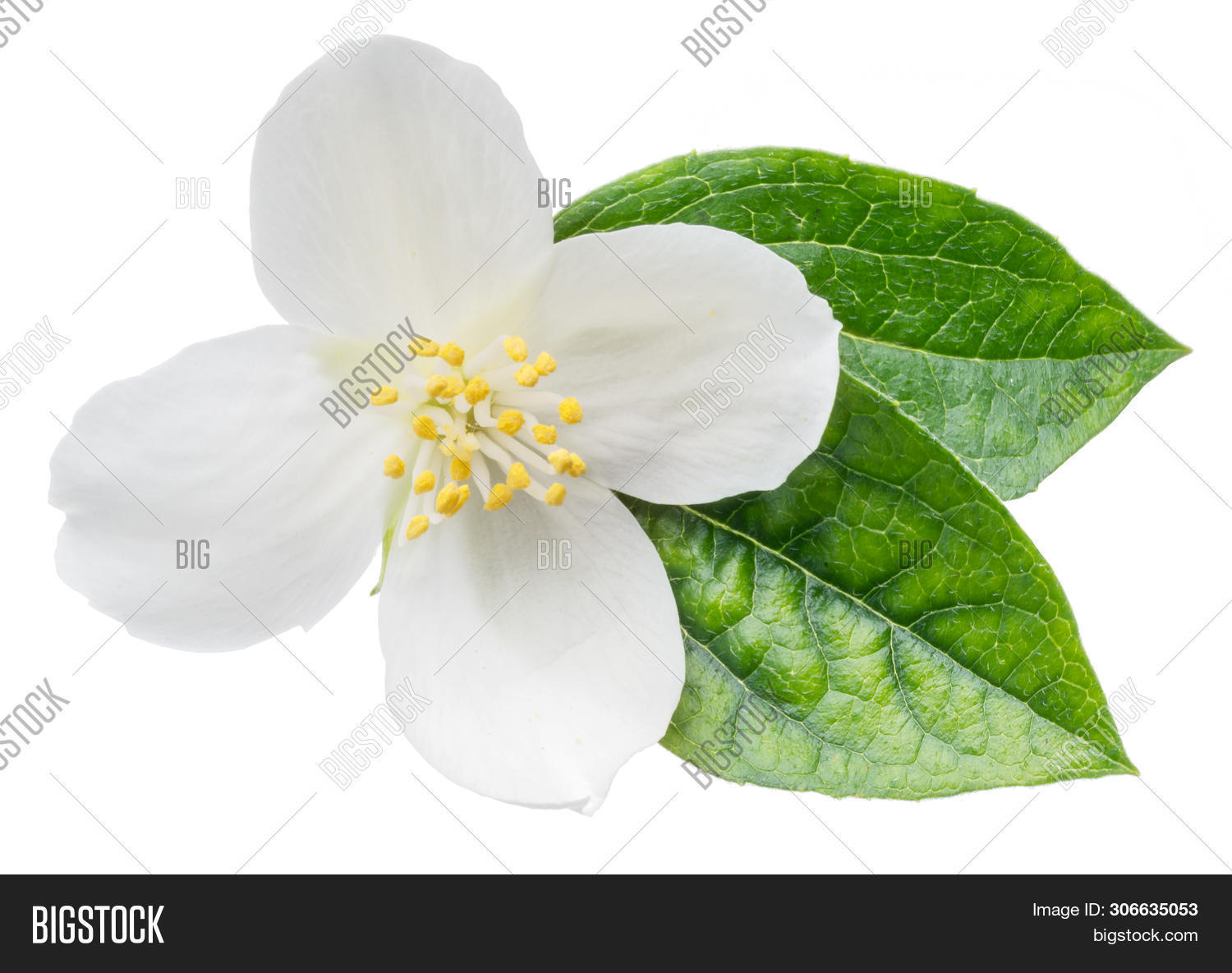 Blooming Jasmine Image & Photo (Free Trial) | Bigstock