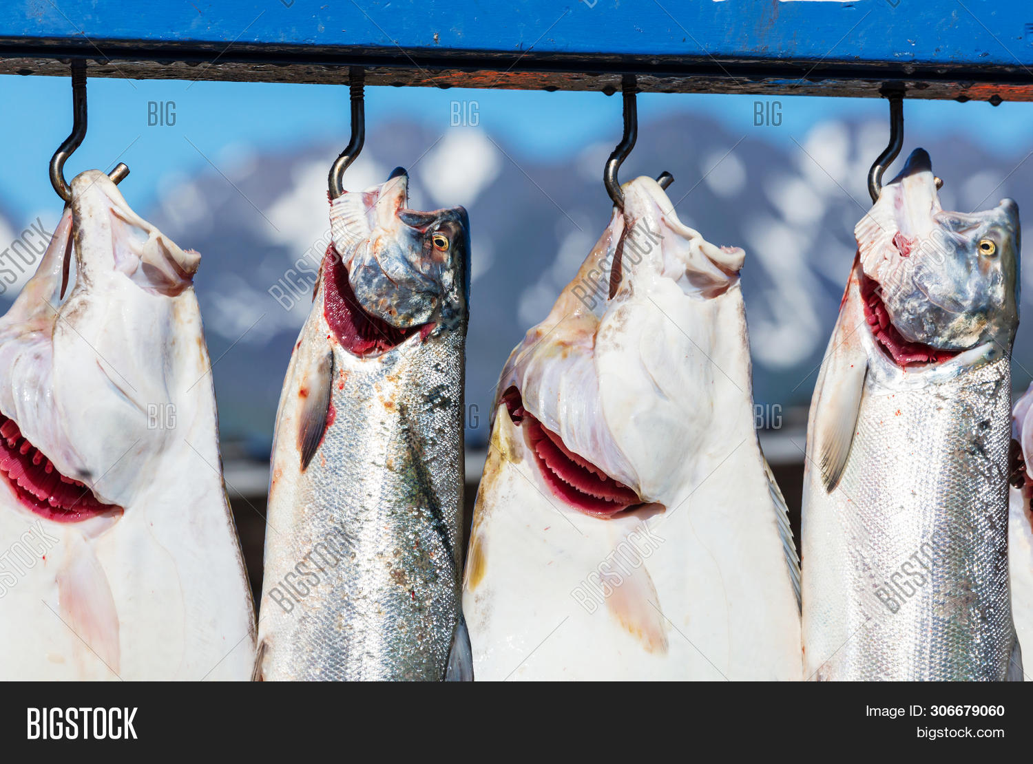 Fresh Caught Fish Image & Photo (Free Trial) Bigstock
