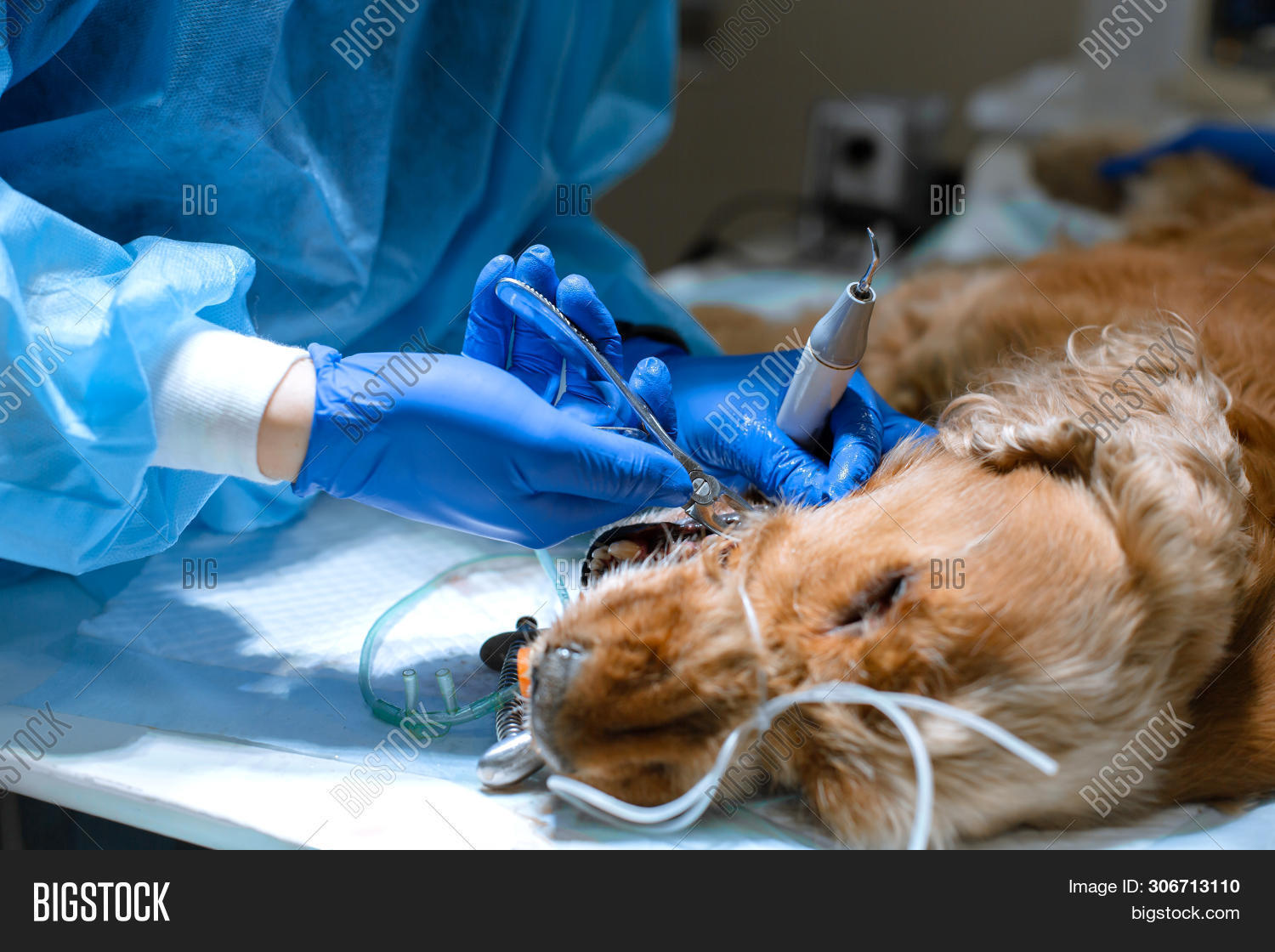 pet dentistry