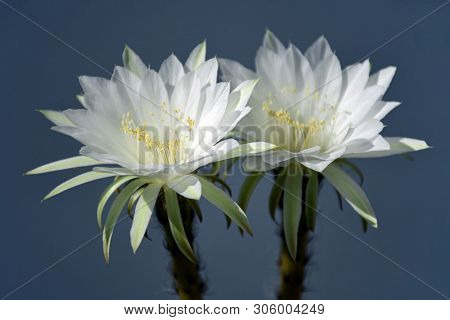 Echinopsis Subdenudata Flowers.