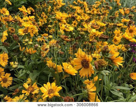 Thick Patch Of Bright Yellow Corepsis Jethro Tull Flowers In A Field