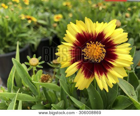 Close Up Of A Blooming Yellow And Red Coreopsis Uptick Flower