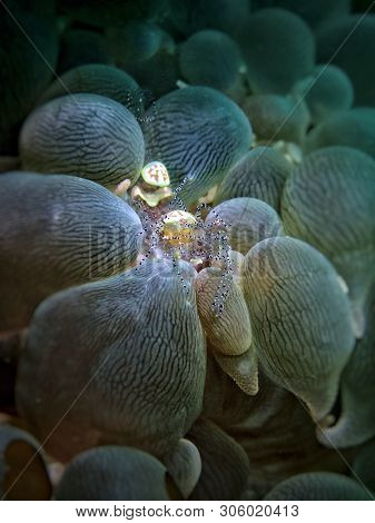 Closeup And Macro Shot Of The Transparent Shrimp Inside The Bubble Coral During Leisure Dve In Tunku