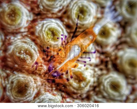 Closeup And Macro Shot Of  Emperor Shrimp On Sea Cucumber During Leisure Dive In Tunku Abdul Rahman 