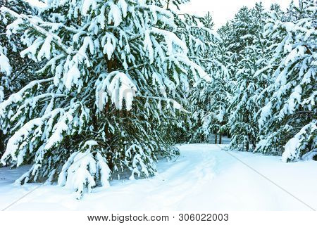 Whitened Fir Trees with Fresh Snow, Lovely Winter Scenery, Majestic White Spruces Glowing by Sunlight, Wintry Scene, Winter Snow-Covered Trees in the Ural Mountains, Winter Landscape