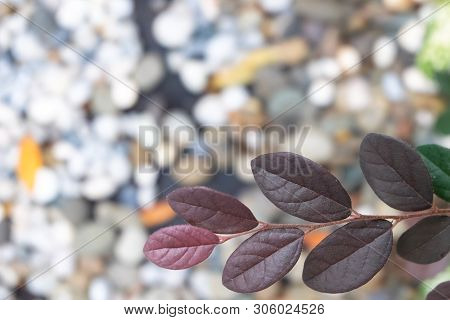 Close Up Pink Loropetalum Chinense Leaves With Dark Magenta Leaves (chinese Fringe Var.rubrum)