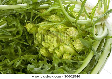 Friss puntarelle zöldség fehér háttér