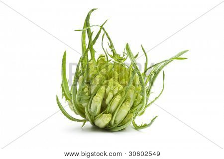 Friss Puntarelle zöldség-fehér háttér