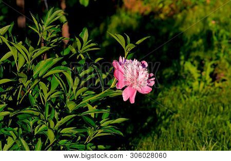 Tree-like Peony, Tree-shaped White Peony In The Garden, Peony Petals Close-up At Sunset, Natural Blu