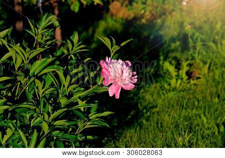 Tree-like Peony, Tree-shaped White Peony In The Garden, Peony Petals Close-up At Sunset, Natural Blu