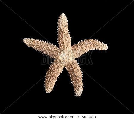 Estrellas de mar sobre un fondo negro