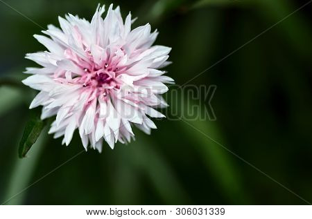 The Bachelors Button Centaurea Cyanus - Cornflowersmedicinical Plant.