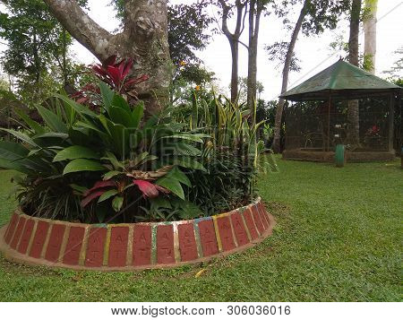 The Beautiful Natural View In The Garden