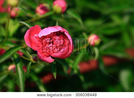 Tree-like Peony, Tree-shaped White Peony In The Garden, Peony Petals Close-up At Sunset, Natural Blu