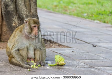 Monkey  Eating Fruit